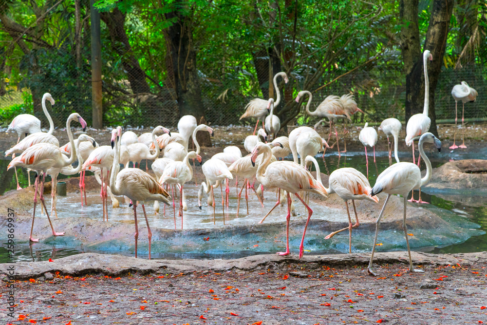 The American flamingo, Phoenicopterus ruber is a large species of flamingo, also known as the Caribbean flamingo. The American flamingo, Phoenicopterus ruber is a large species of flamingo, also known as the Caribbean flamingo.