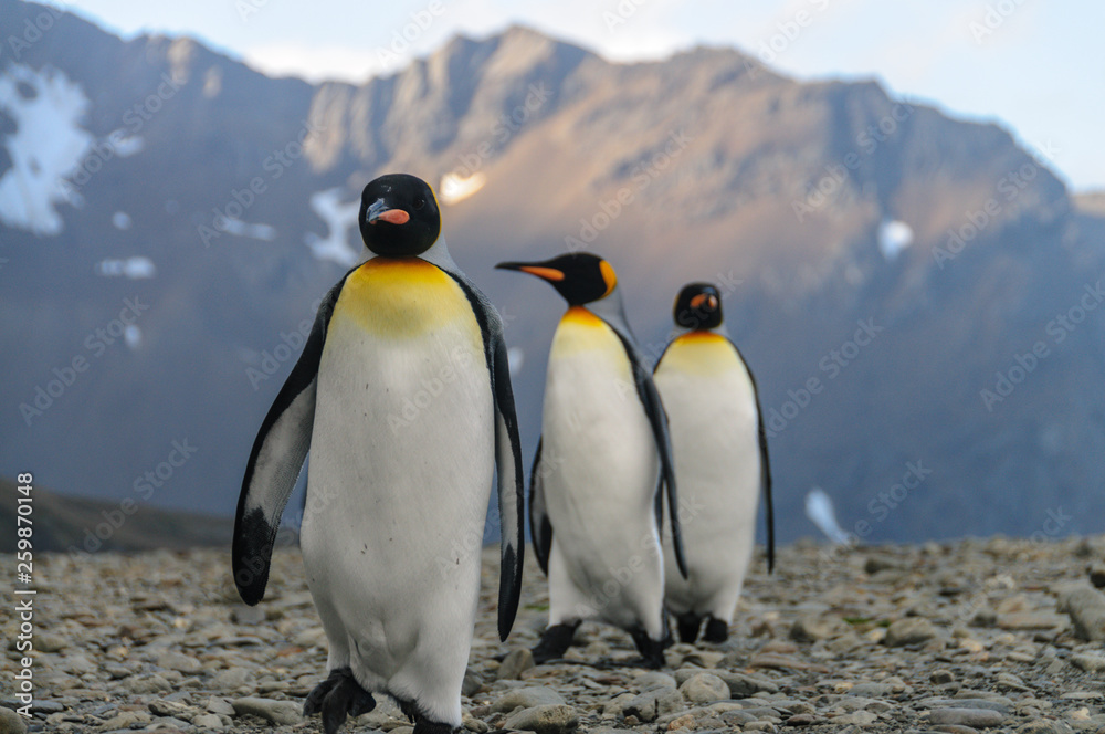 Fototapeta premium King Penguins at Fortuna Bay