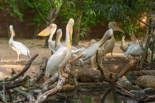 The Great White Pelican, Pelecanus onocrotalus also known as the rosy pelican is a bird in the pelican family.