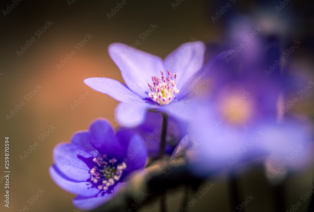 Fototapeta premium primroses macro background bokeh
