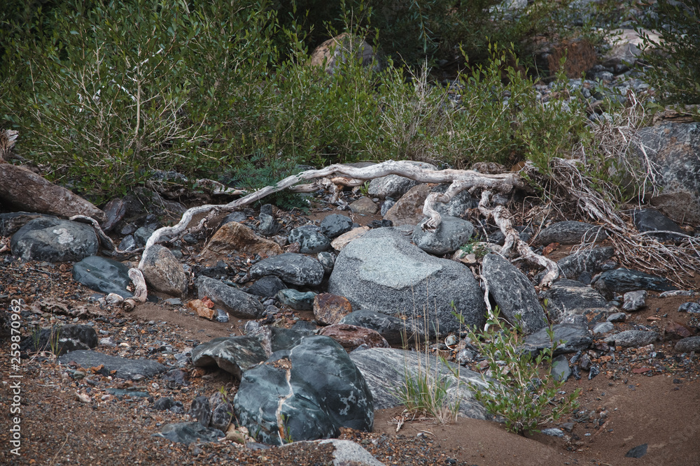 Tree roots in the mountains near the river. Dry snags on the ground with stones Tree roots in the mountains near the river. Dry snags on the ground with stones