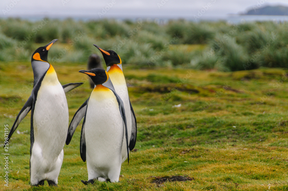 Fototapeta premium King Penguins on Salisbury Plains