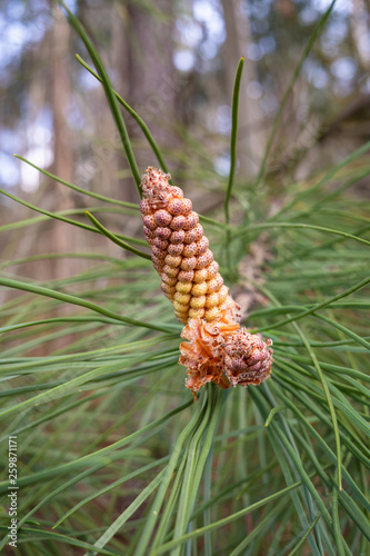 Pine tree with blossom flowers. Pollen