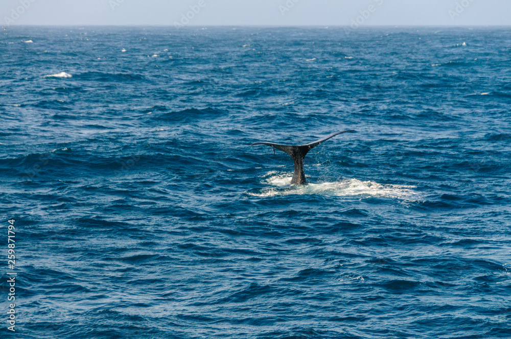 Fototapeta premium Tail fin of a diving southern right whale.