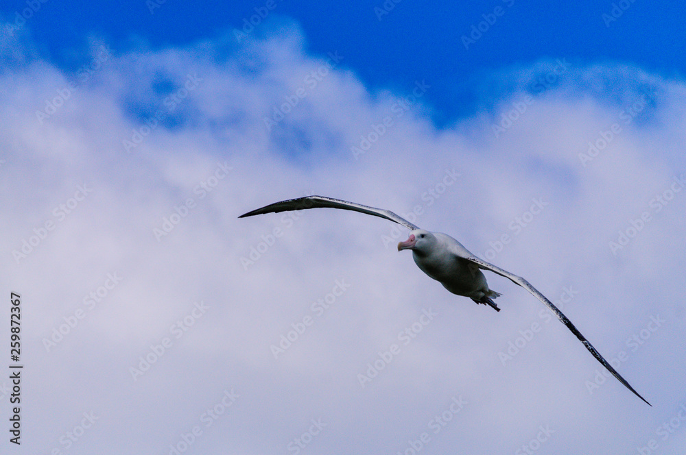 Fototapeta premium Wandering Albatross in Flight