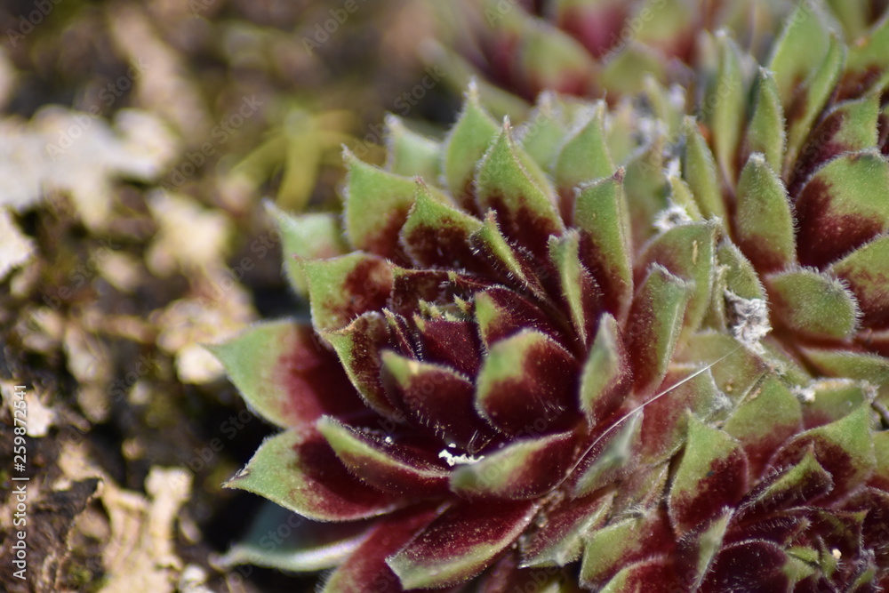 Hauswurz (Sempervivum) Hauswurz (Sempervivum)