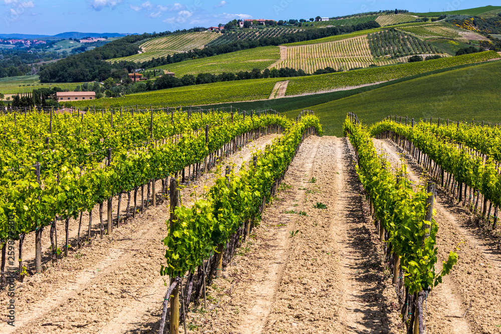 Flawless vineyard rows
