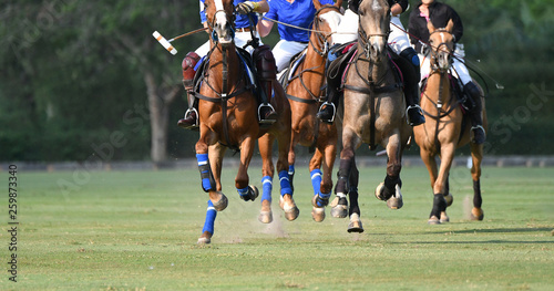 horse running in polo match. © Hola53