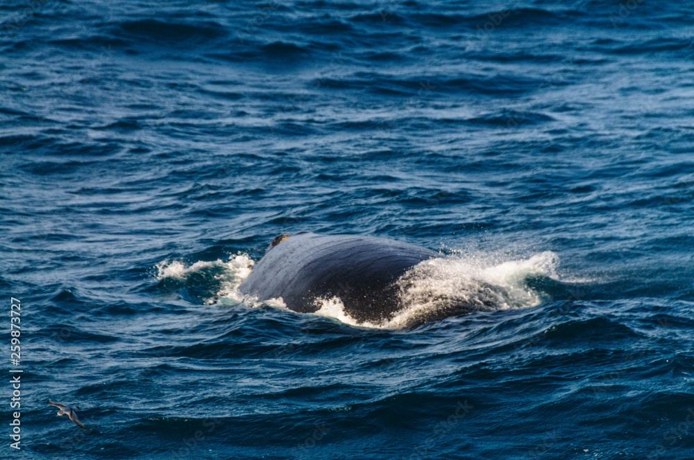 Fototapeta premium Blowhole of a diving southern right whale.