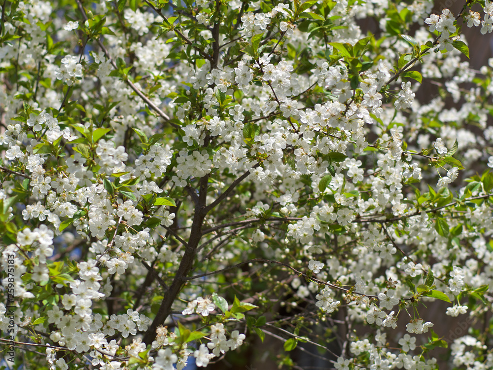 white Cherry flowers on branch tree at the springtime in sunny day white Cherry flowers on branch tree at the springtime in sunny day