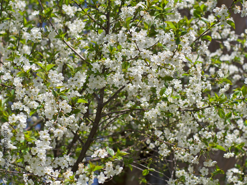 white Cherry flowers on branch tree at the springtime in sunny day