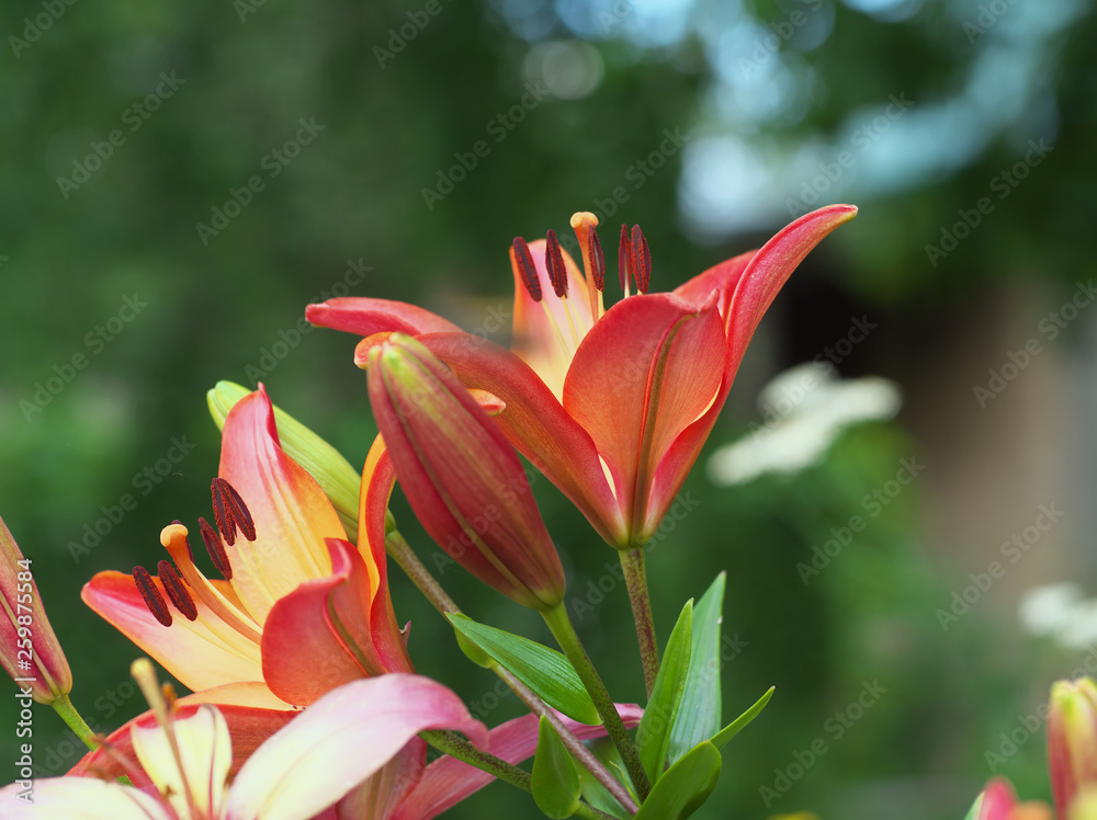 Closeup orange red yellow white Lily flowers in a garden bed, Macro shot, Pistil and stamen and bud and drop scent oil. Closeup orange red yellow white Lily flowers in a garden bed, Macro shot, Pistil and stamen and bud and drop scent oil.
