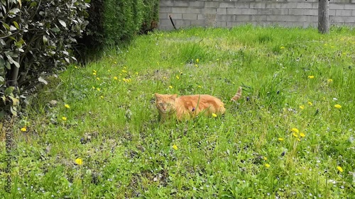 chat dans le jardin photo