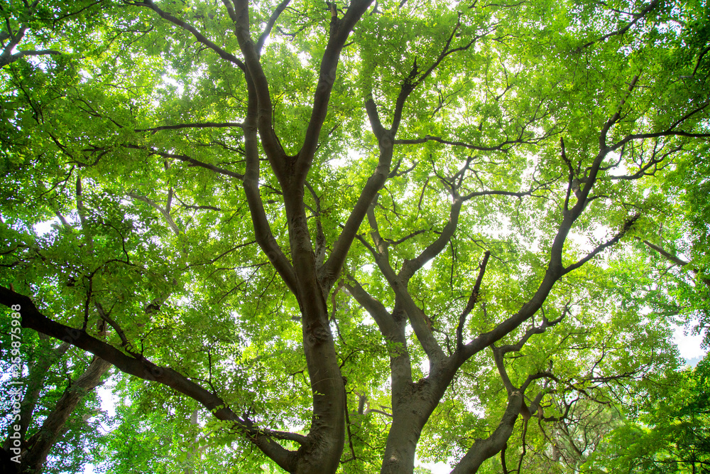 Beautiful tree and sunshine in the garden Beautiful tree and sunshine in the garden