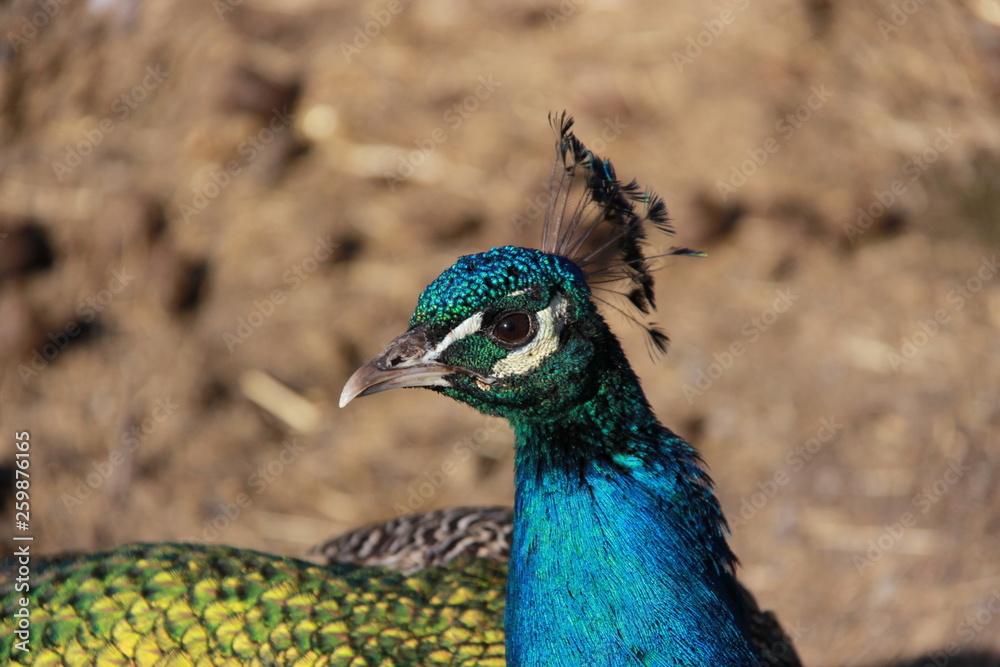 portrait of a peacock