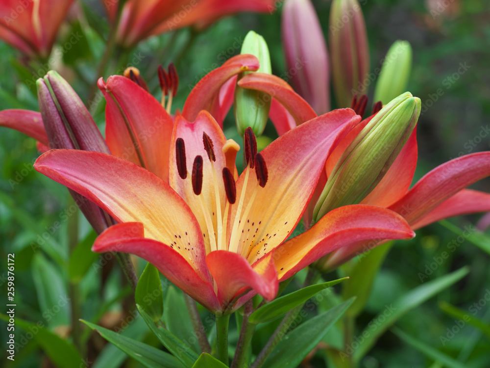 Closeup orange red yellow white Lily flowers in a garden bed, Macro shot, Pistil and stamen and bud and drop scent oil. Closeup orange red yellow white Lily flowers in a garden bed, Macro shot, Pistil and stamen and bud and drop scent oil.