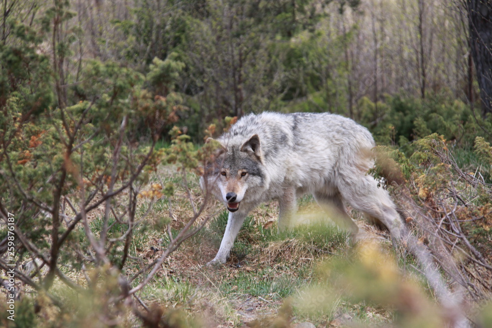 Wolf in Norway 