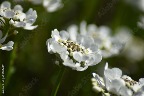 Immergrüne Schleifenblume (Iberis sempervirens) photo