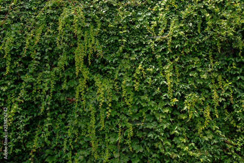 Green vines covered on stone walls.