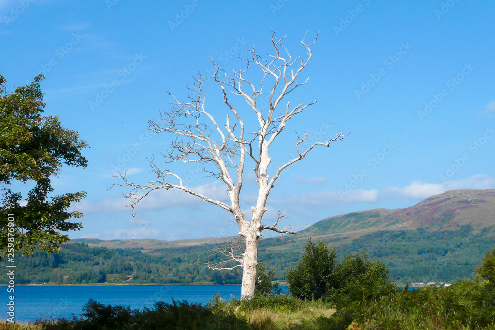 White tree