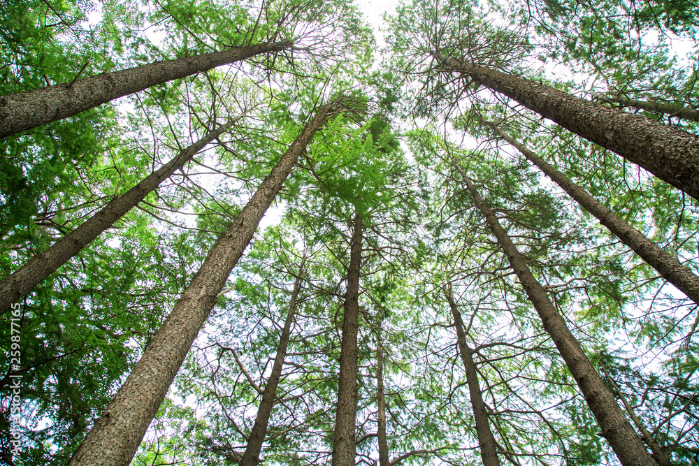 Fototapeta premium Many tall trees planted in the garden is very beautiful