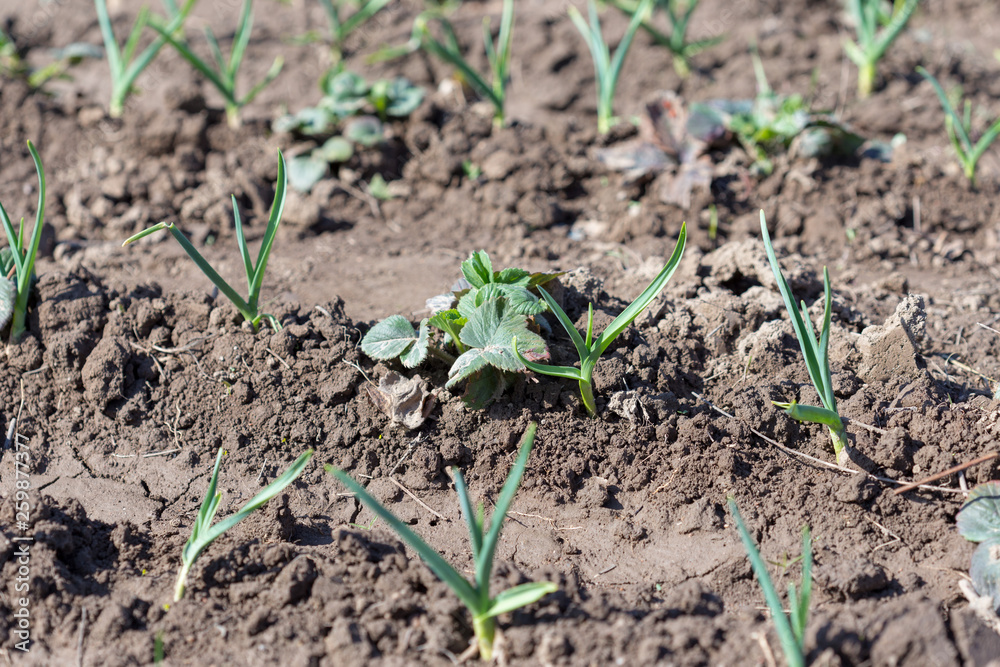 Garlic in the garden, in the spring garden with strawberries Garlic in the garden, in the spring garden with strawberries