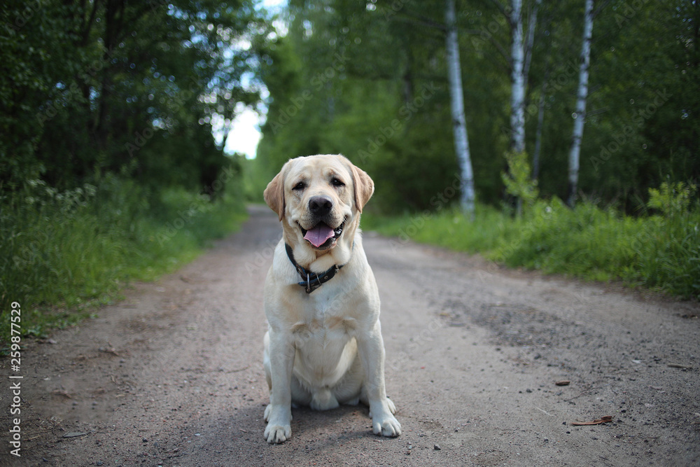 Golden Labrador walking in the spring park, natural light Golden Labrador walking in the spring park, natural light