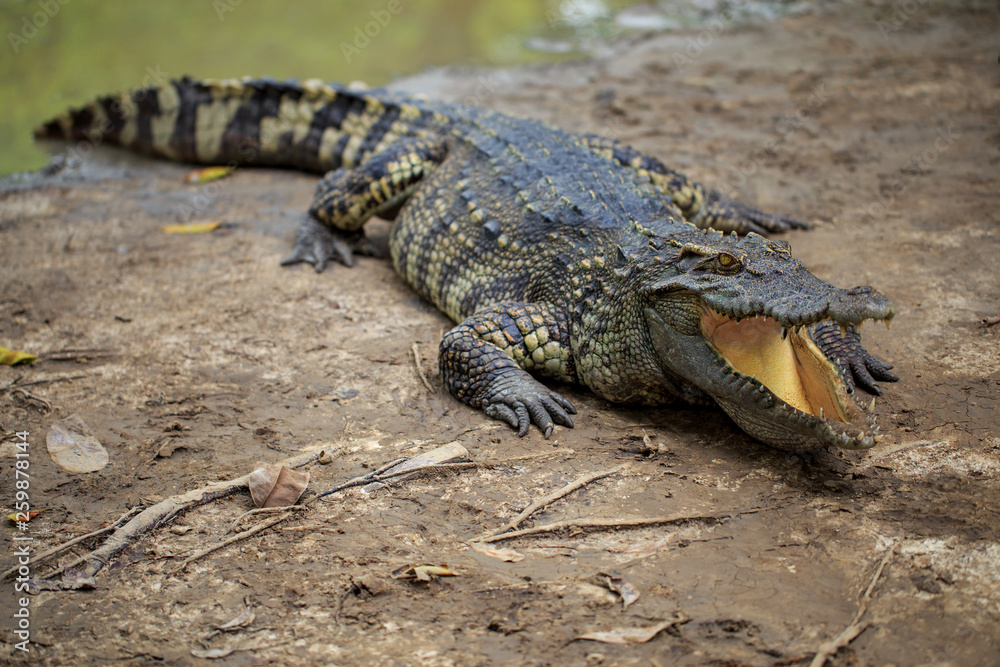 Naklejka premium crocodile in the zoo
