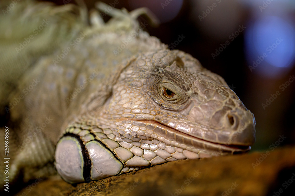 Fototapeta premium Big iguana on tree branch