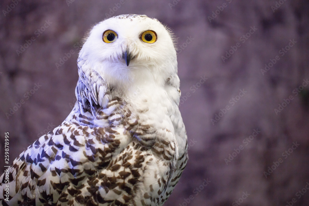 Fototapeta premium beautiful owl with big eye