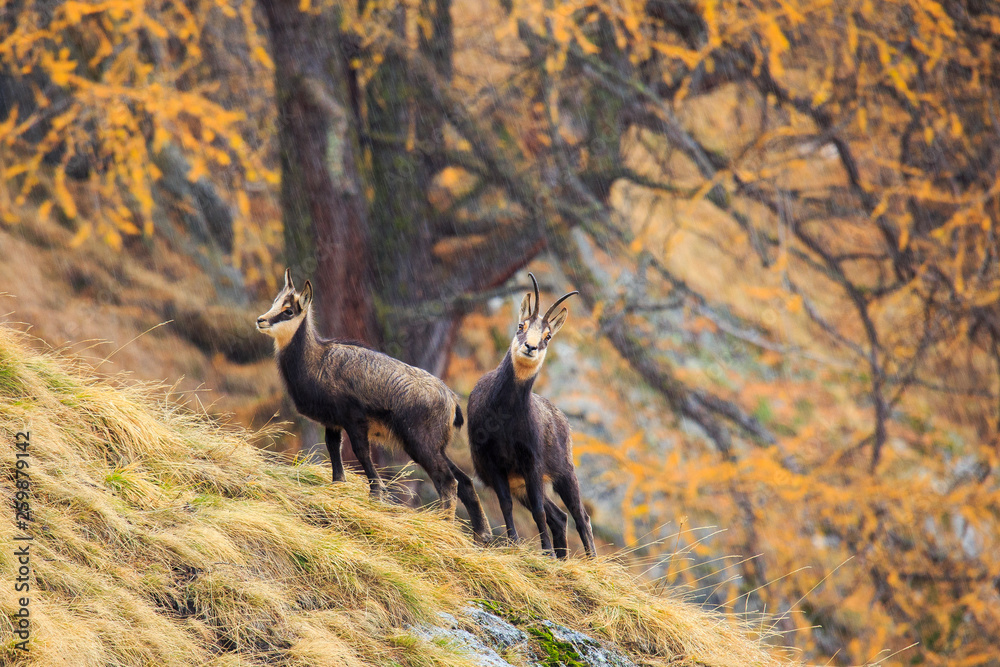 Naklejka premium Gämse