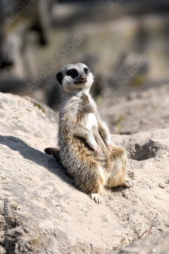 meerkat in wildlife park © Paul
