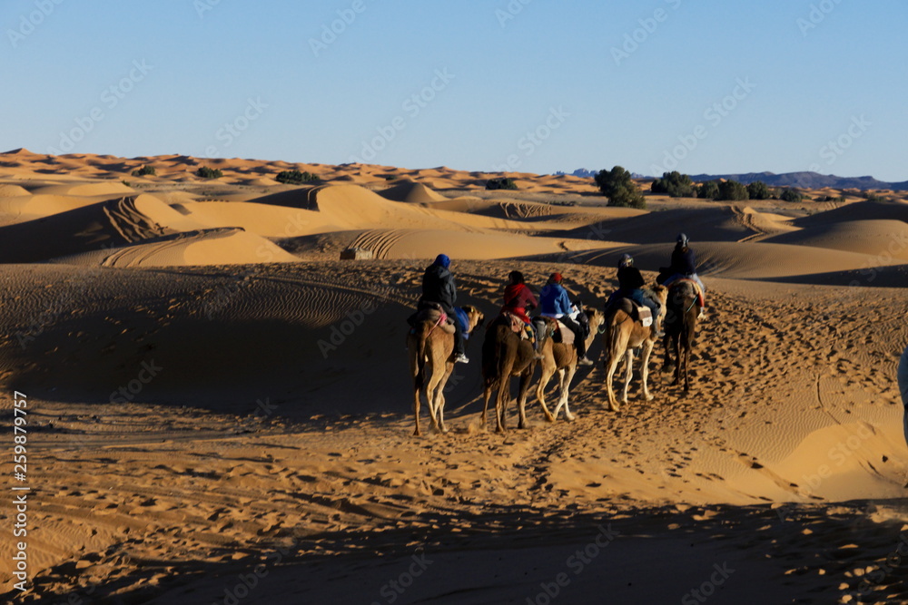 camel sand dunes in the desert Erg Chebbi morocco
