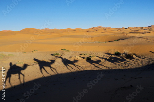 shadows camels sand dunes in the desert Erg Chebbi morocco
