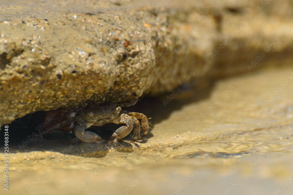 A young crab in a natural environment on the seashore. A young crab in a natural environment on the seashore.