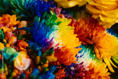 color overload on flower © sebastiaan
