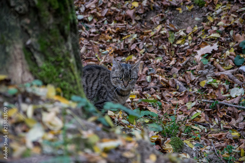 curious cat hiding in the forest