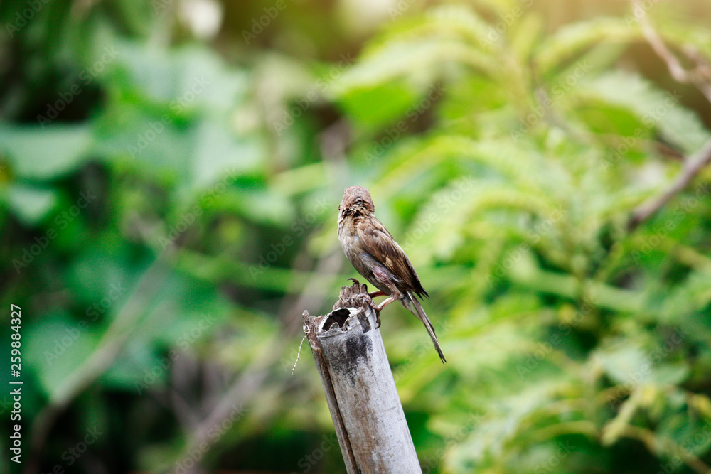 Sociable Weaver Bird on wood Stump and green nature wild background.