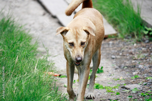 Brown dog enjoying in the meadow grass in the garden.