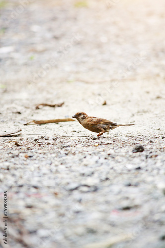 Sociable Weaver Bird feeding food on the soil ground background.  photo