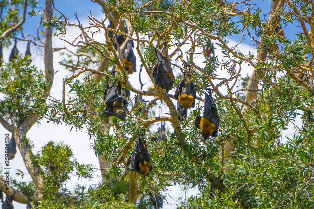 Fototapeta premium flying fox on tree