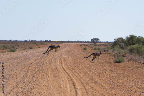 kangaroo on the road in the desert