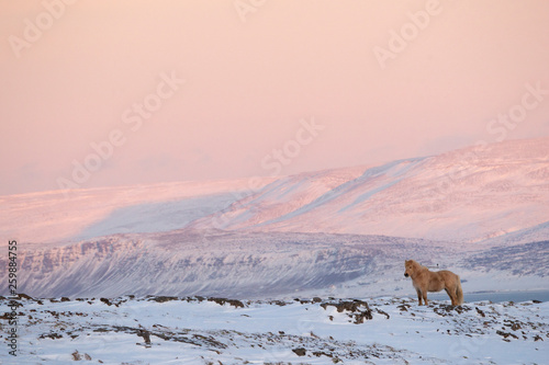 Icelandic horse in winter - at sunrise © Danny