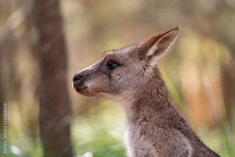 kangaroos in the forest