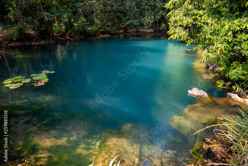 Fototapeta Naklejka Na Ścianę i Meble -  Bright blue turquoise lake in the tropical forest connected to the cave with a blooming blue water lily on its surface, rocky shores, transparent water