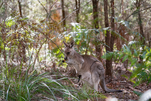 Fototapeta Naklejka Na Ścianę i Meble -  kangaroos in the forest
