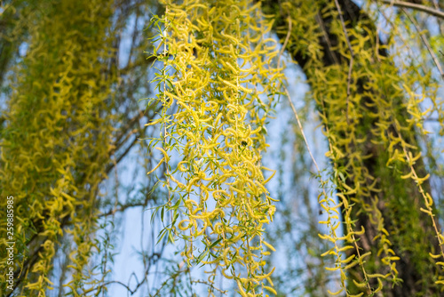 The beginning of spring. Beautiful willow tree bloom. Close up