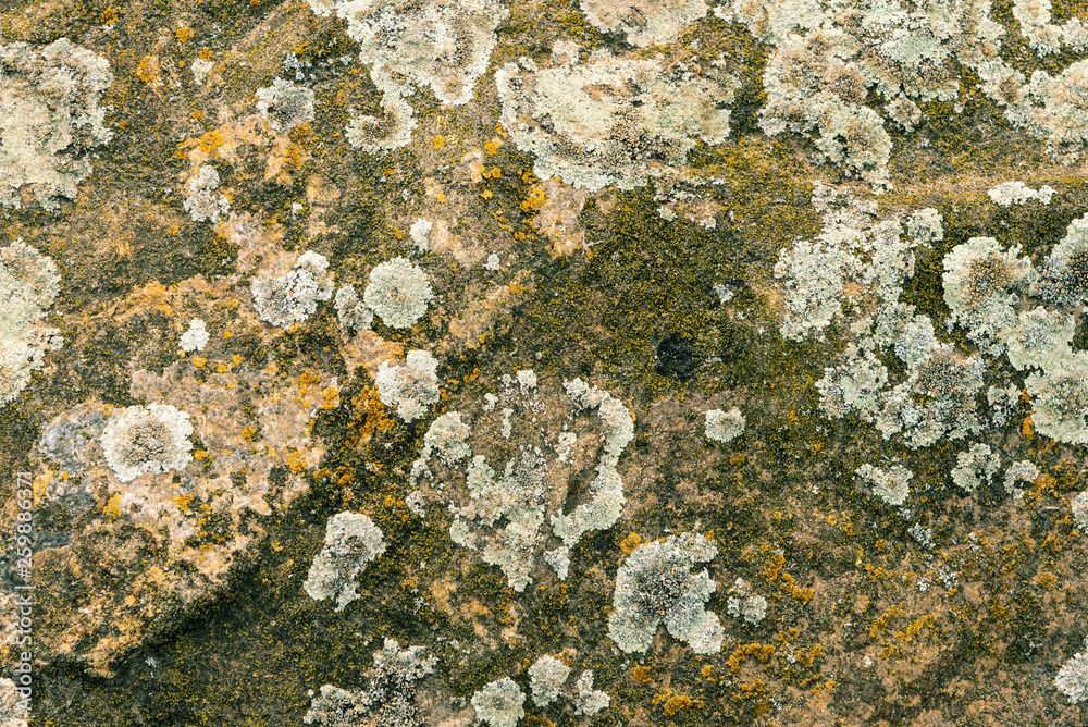 Northern lichen on stone close up - beautiful stone background Northern lichen on stone close up - beautiful stone background