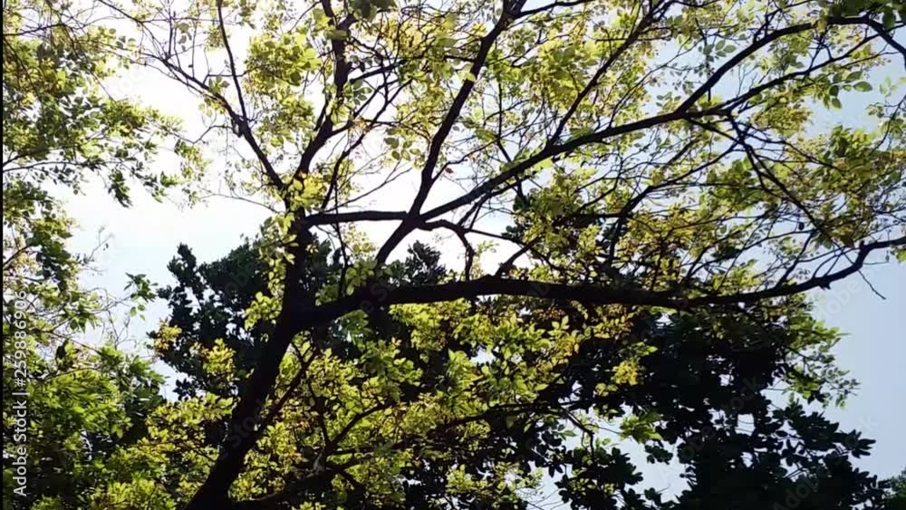 Green Leaves Swaying in the Wind in Forest Green Leaves Swaying in the Wind in Forest