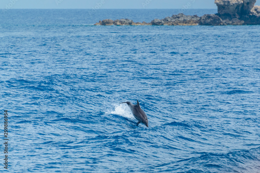 Fototapeta premium Corfu, Dolphin jumps over the waves in the sea.